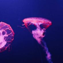 CirPlas - Events Resources - Jelly - 250x250